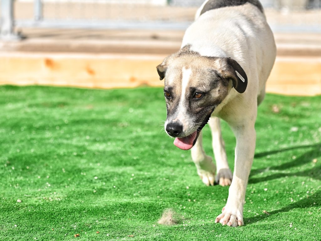 Mafy animal charities near me