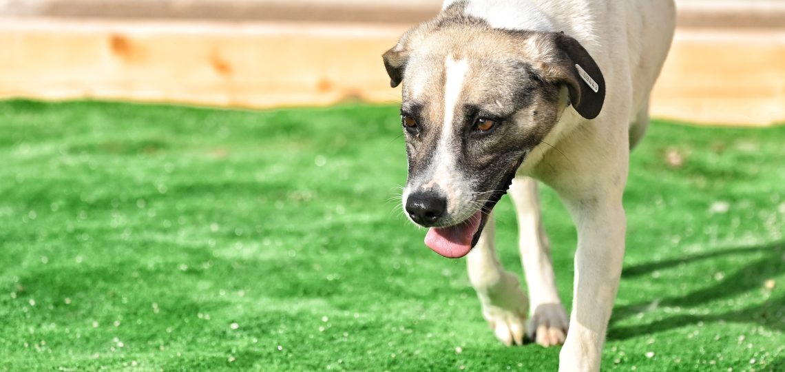 Mafy animal charities near me