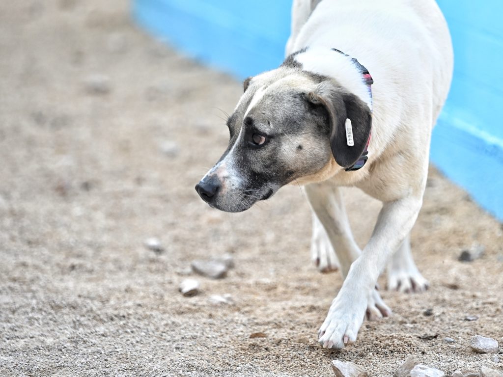 Mafy animal charities near me