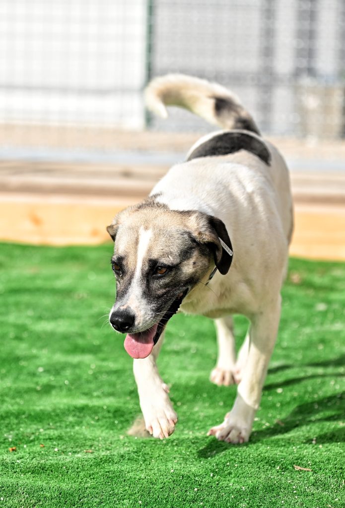 Mafy animal charities near me