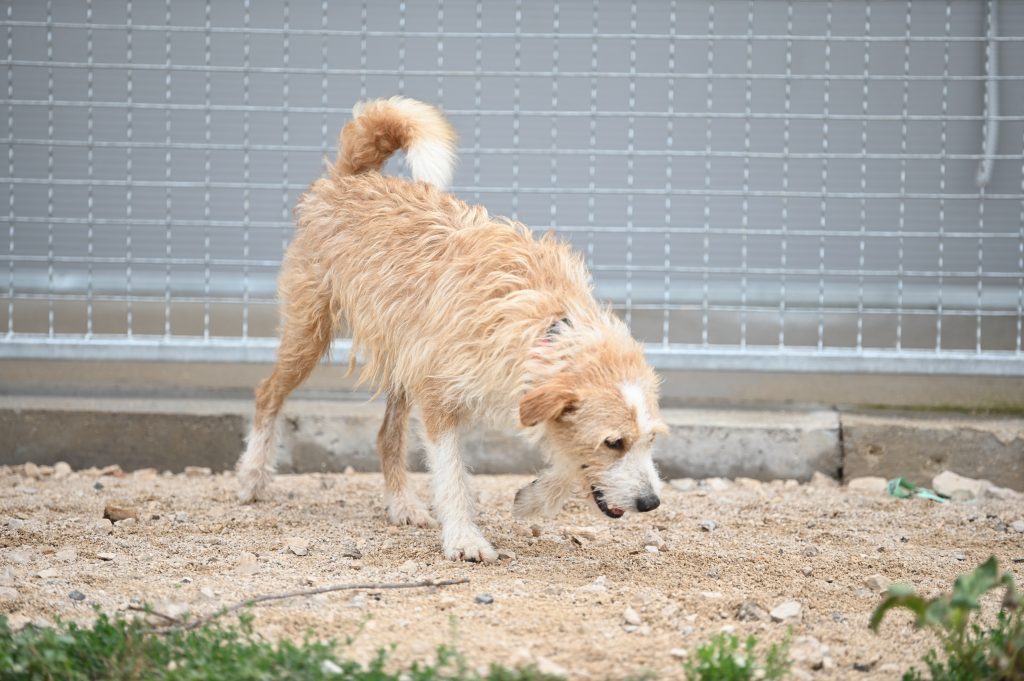 Marley dogs near