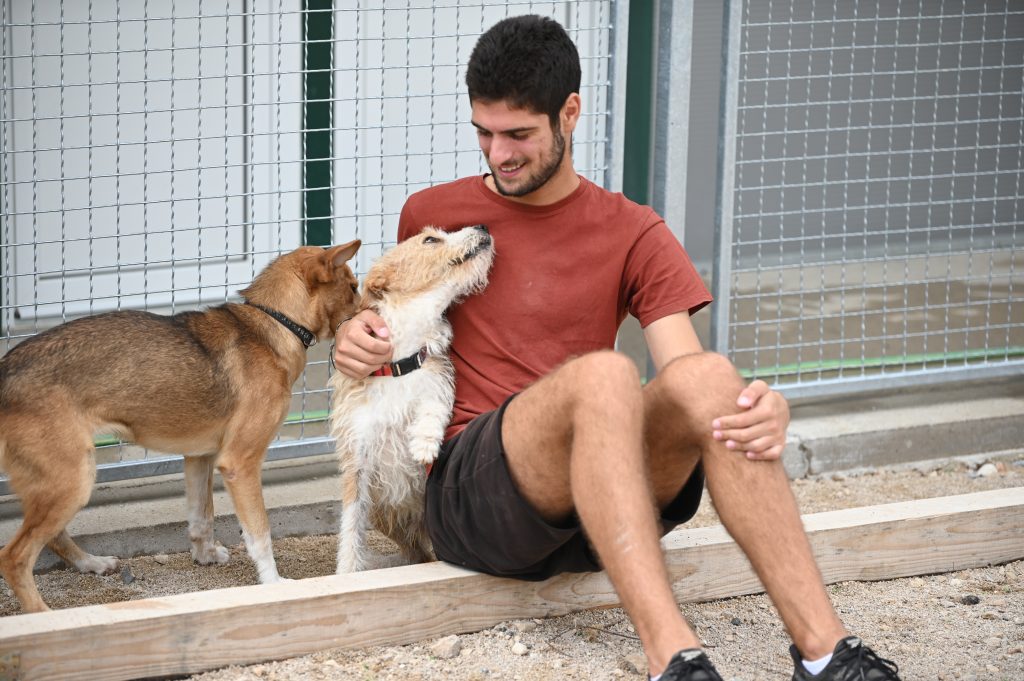 Marley dogs near