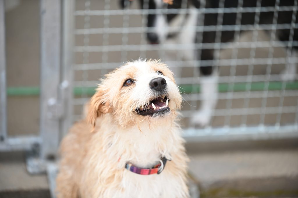 Marley dogs near