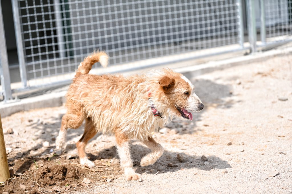 Marley dogs near