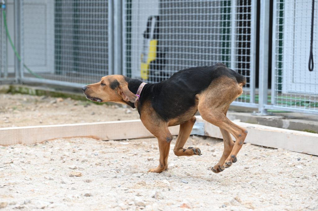 Max dogs adatpion