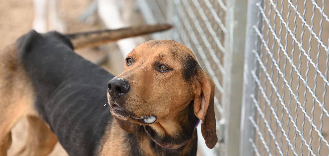 Max dogs adatpion