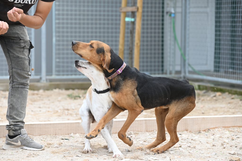 Max dogs adatpion