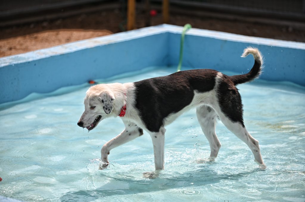 Medena adoption for dogs