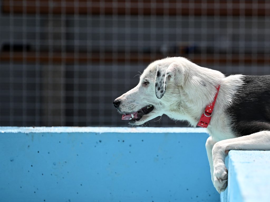 medena dog trust dogs