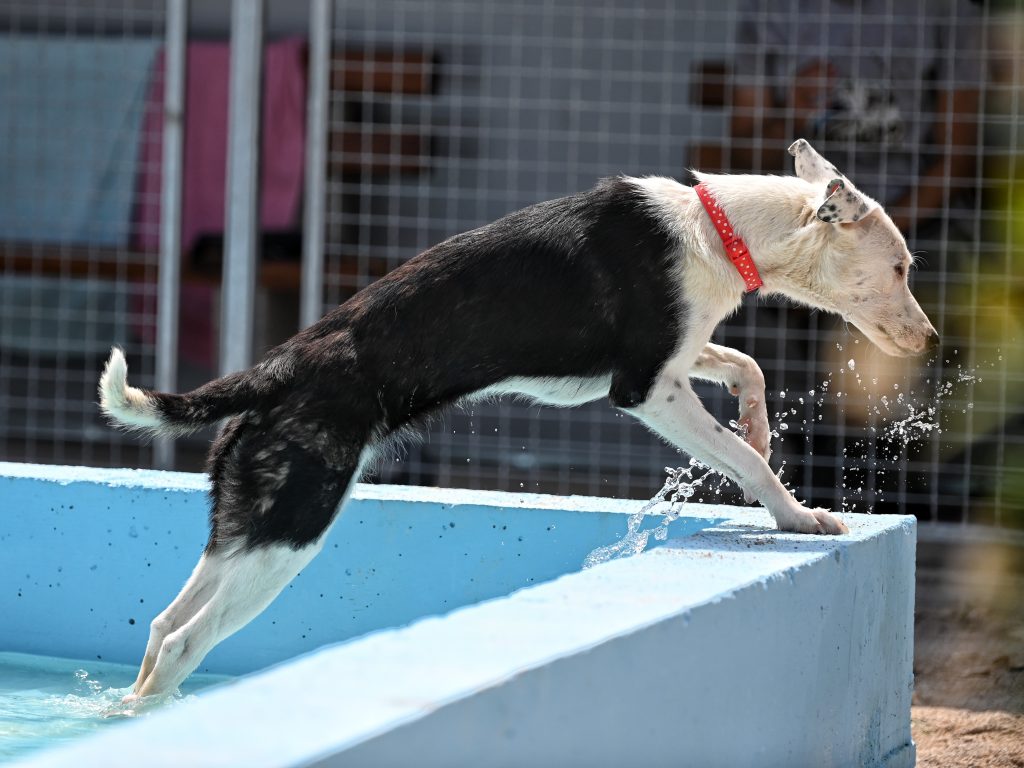 Medena adoption for dogs
