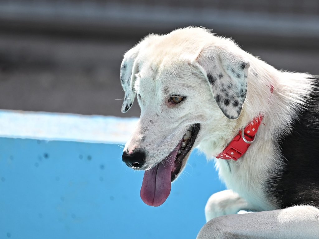 Medena adoption for dogs
