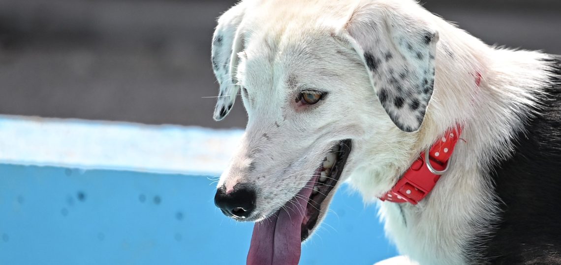 Medena adoption for dogs