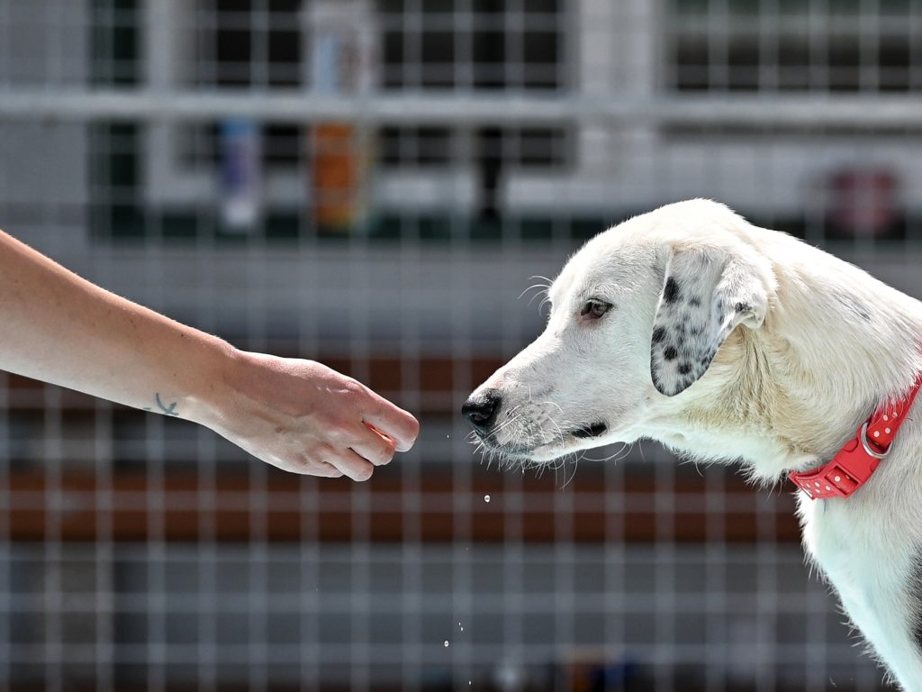 medena dog trust dogs
