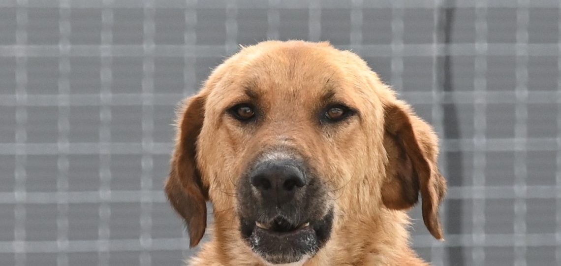 medo rehome a dog