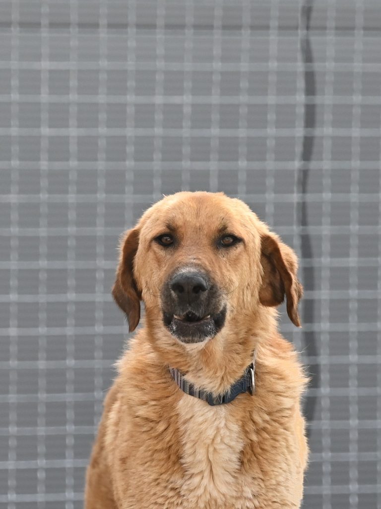 medo rehome a dog