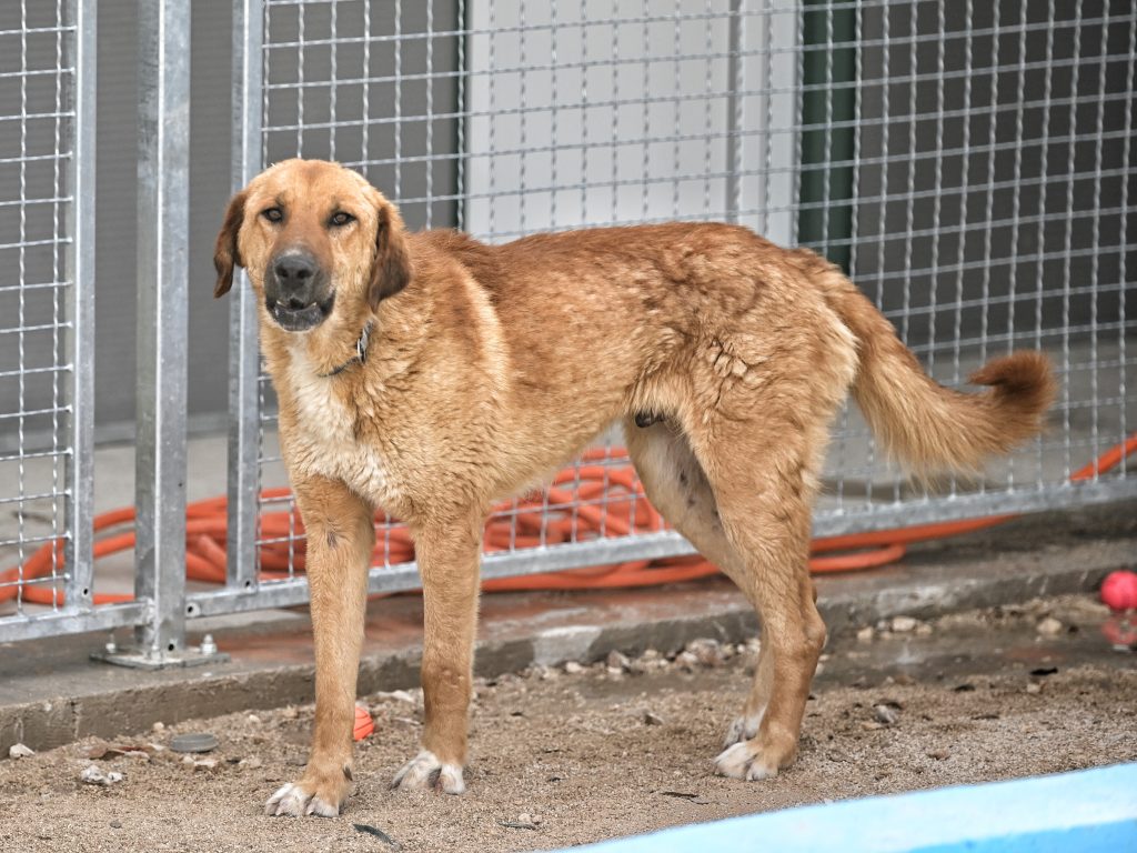 medo rehome a dog