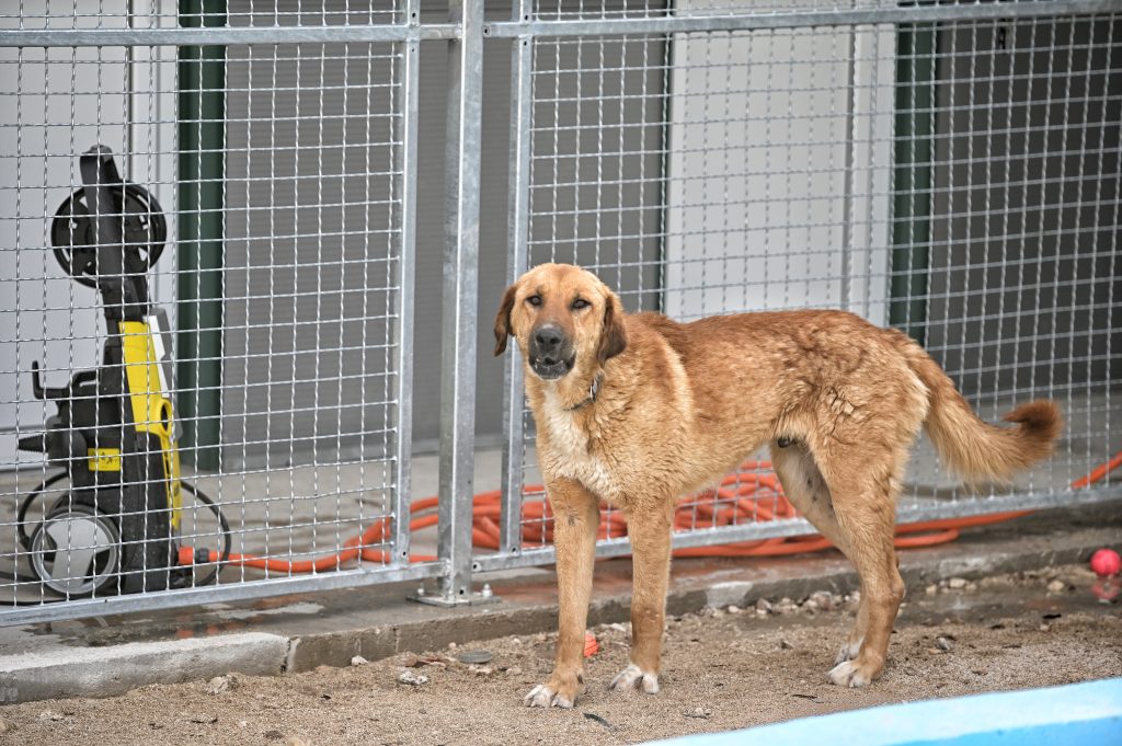 medo rehome a dog