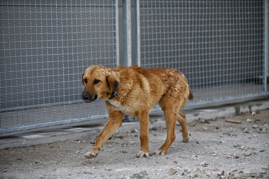 medo rehome a dog