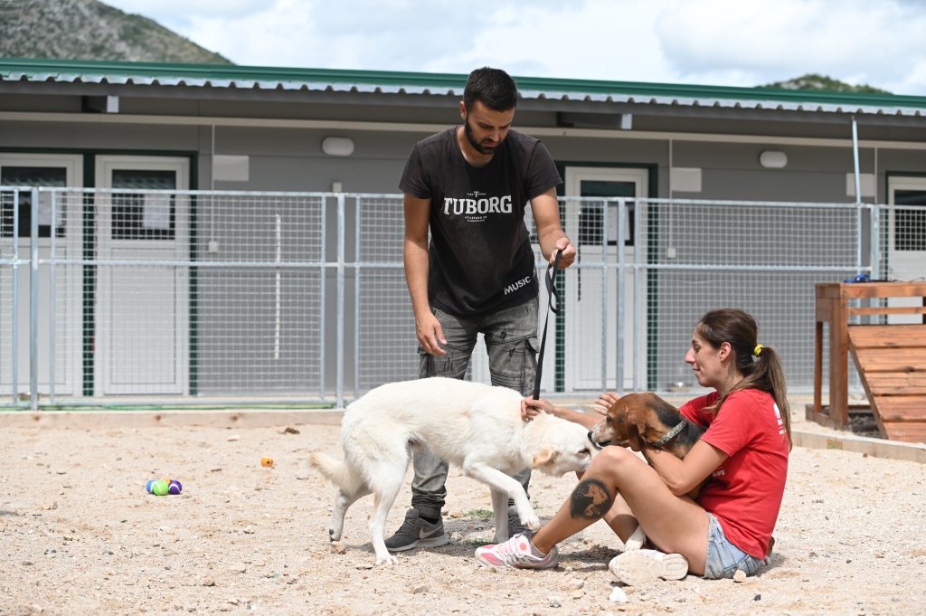 Dogs private dog rehoming