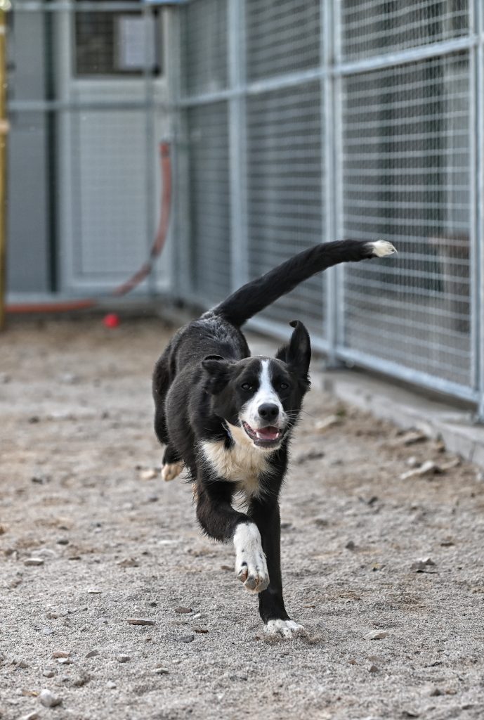 Mila rehome my dog