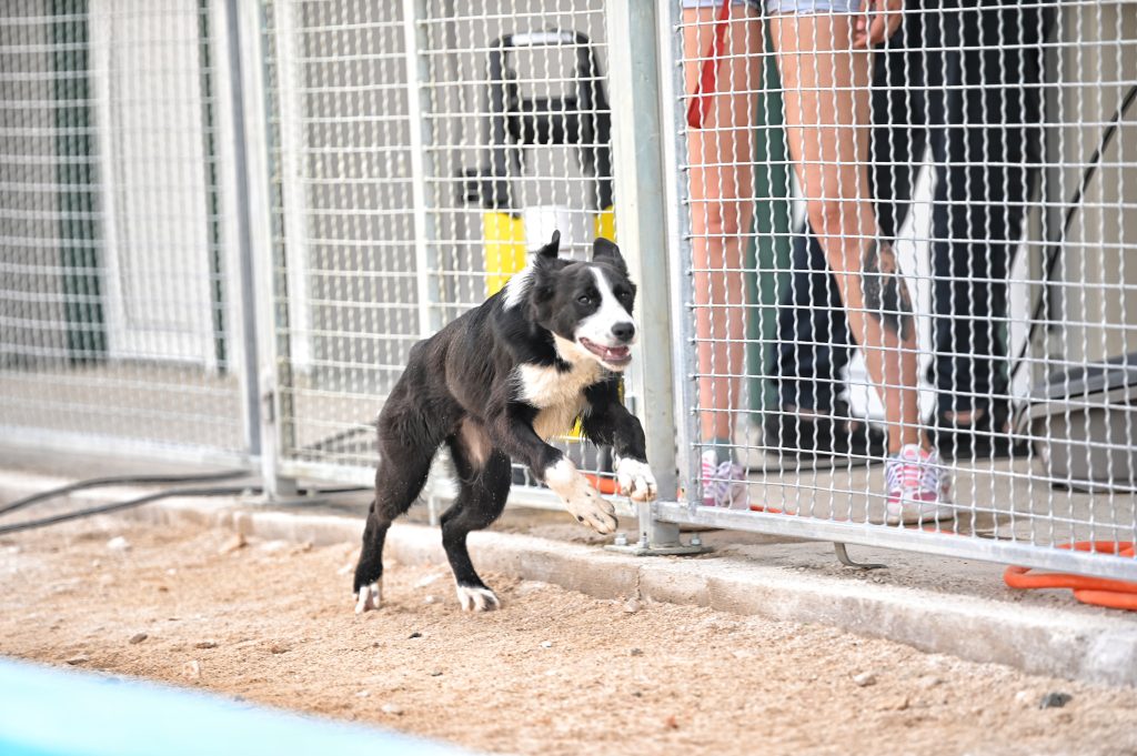 Mila rehome my dog