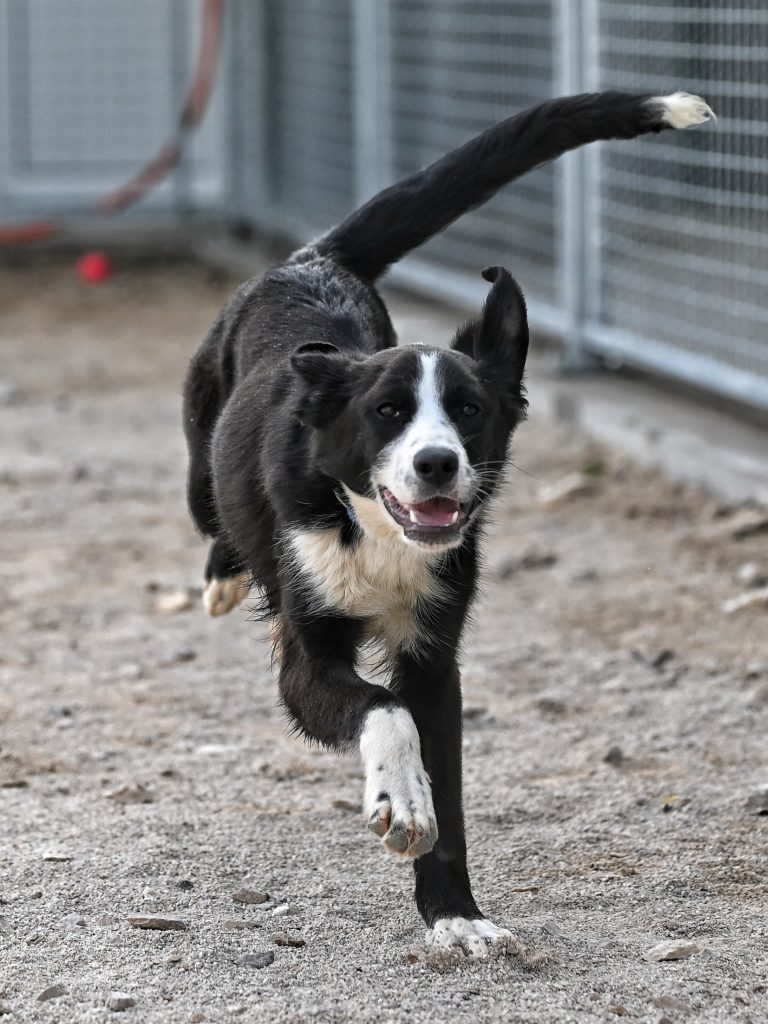 Mila rehome my dog