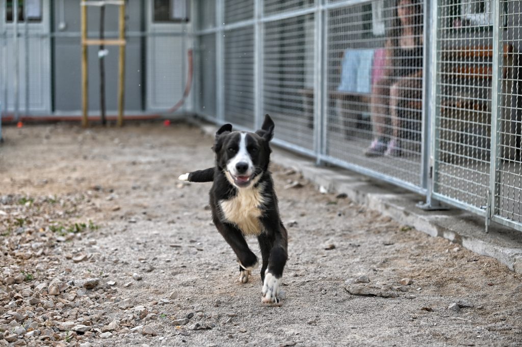 Mila rehome my dog