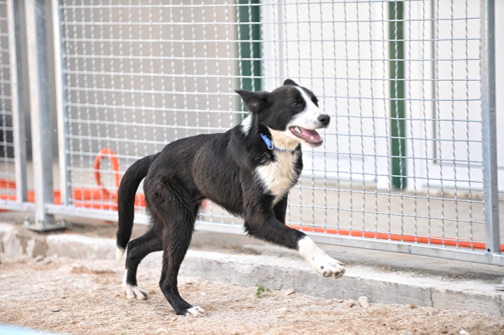Mila rehome my dog