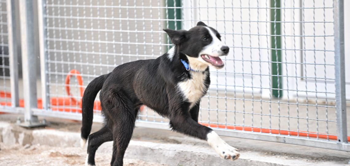 Mila rehome my dog