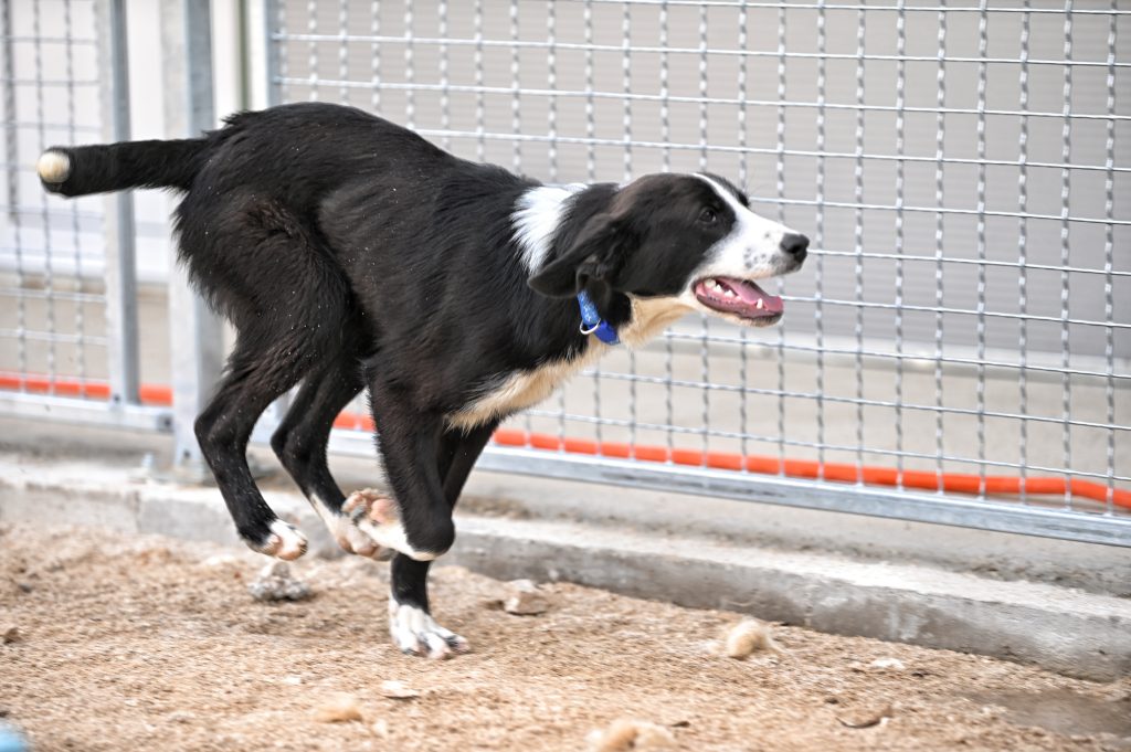Mila rehome my dog