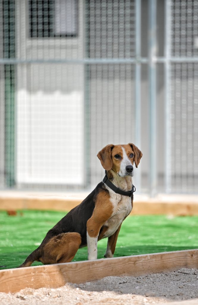 Milica pets rescue