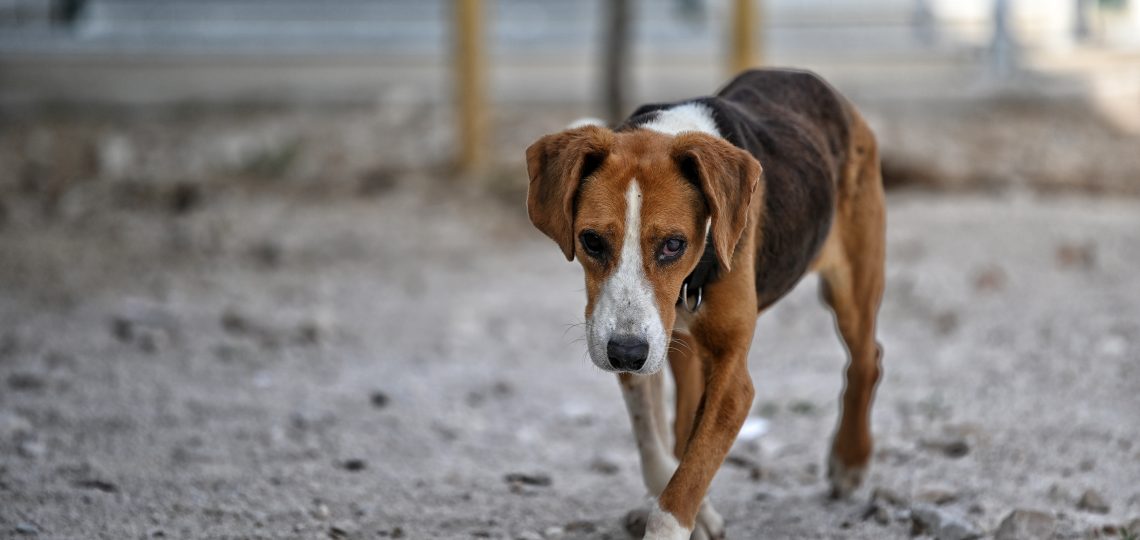 Milica pets rescue