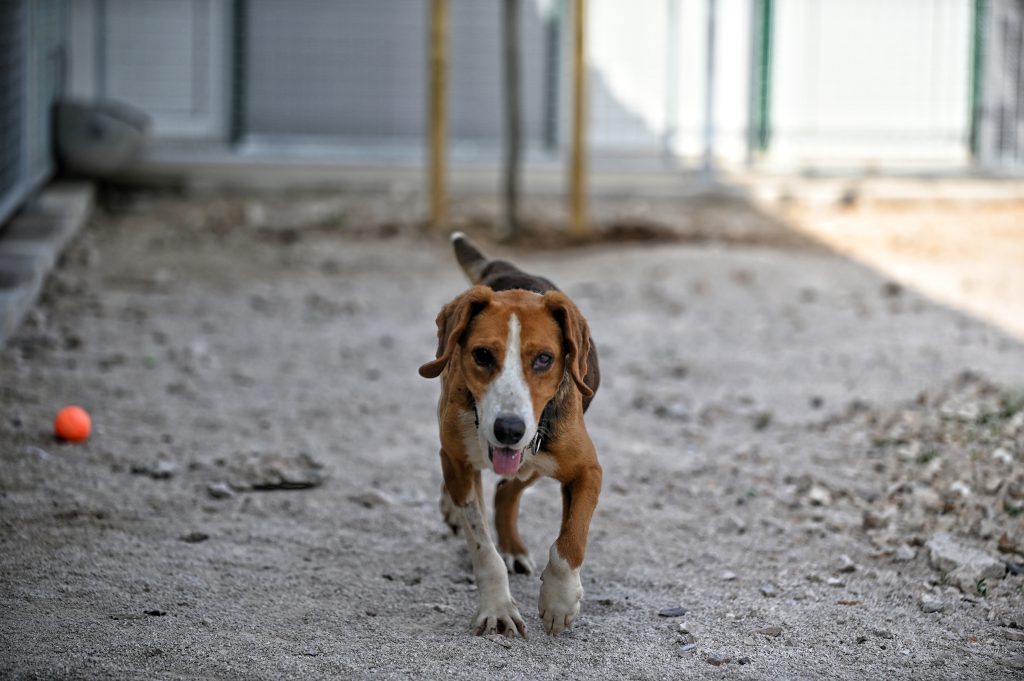Milica pets rescue
