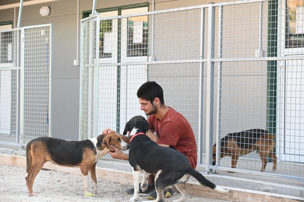 Milica pets rescue