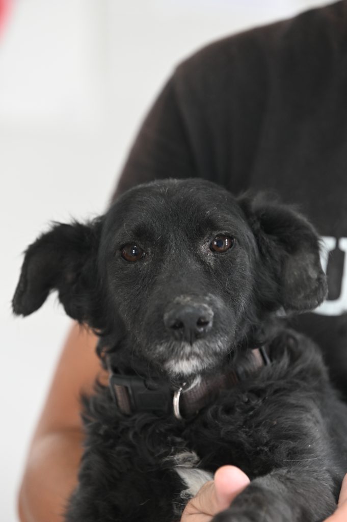Hope dogs pets