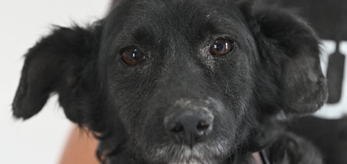 Hope dogs pets