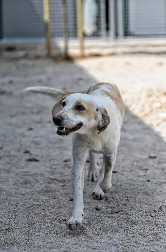 Nella shelter dogs for adoption