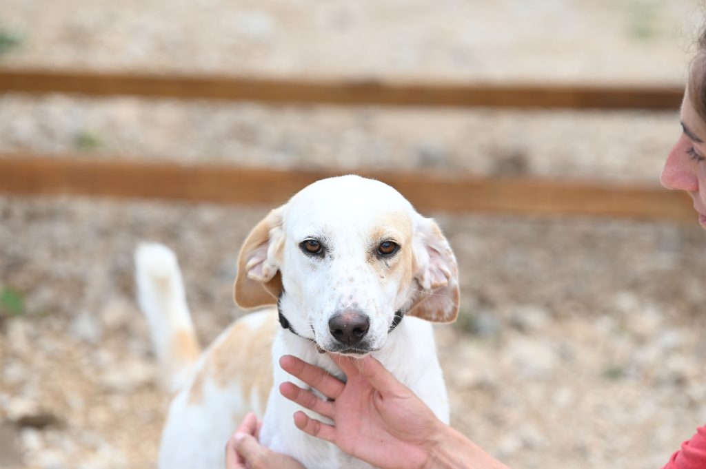 Nella shelter dogs for adoption