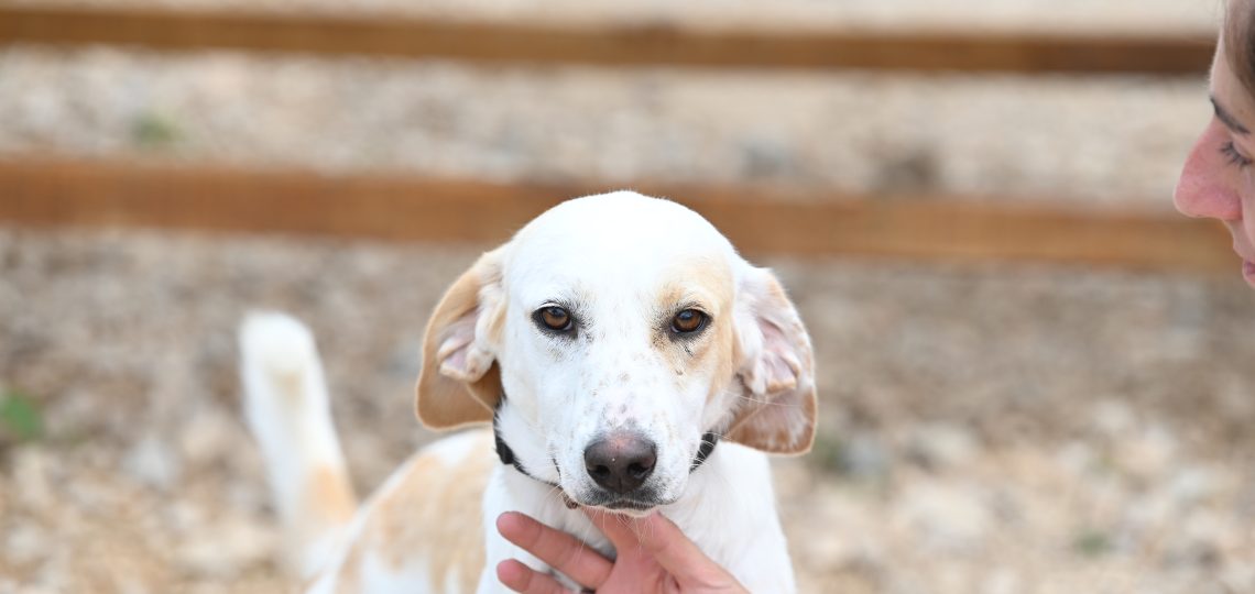 Nella shelter dogs for adoption