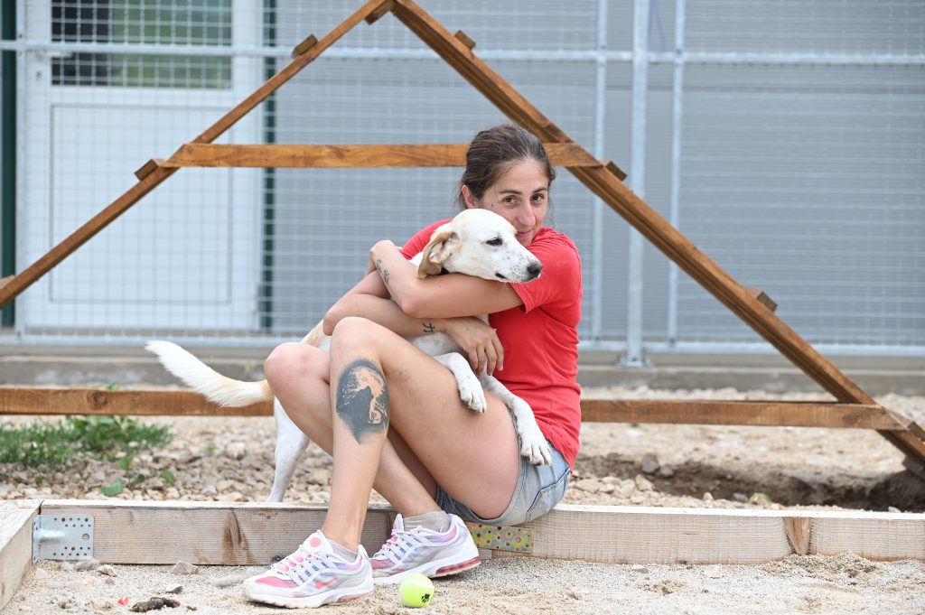 Nella shelter dogs for adoption