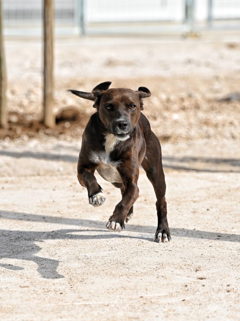 Nero dogs adaption