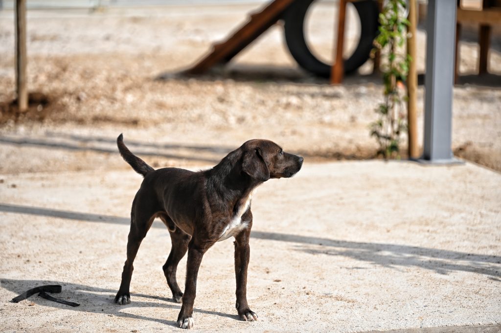 Nero dogs adaption
