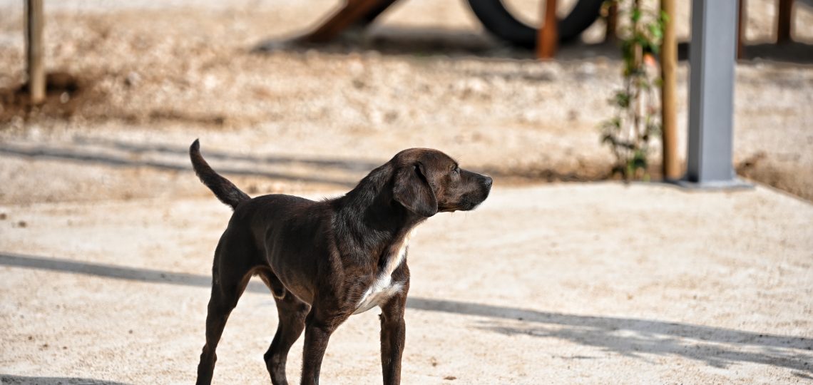 Nero dogs adaption