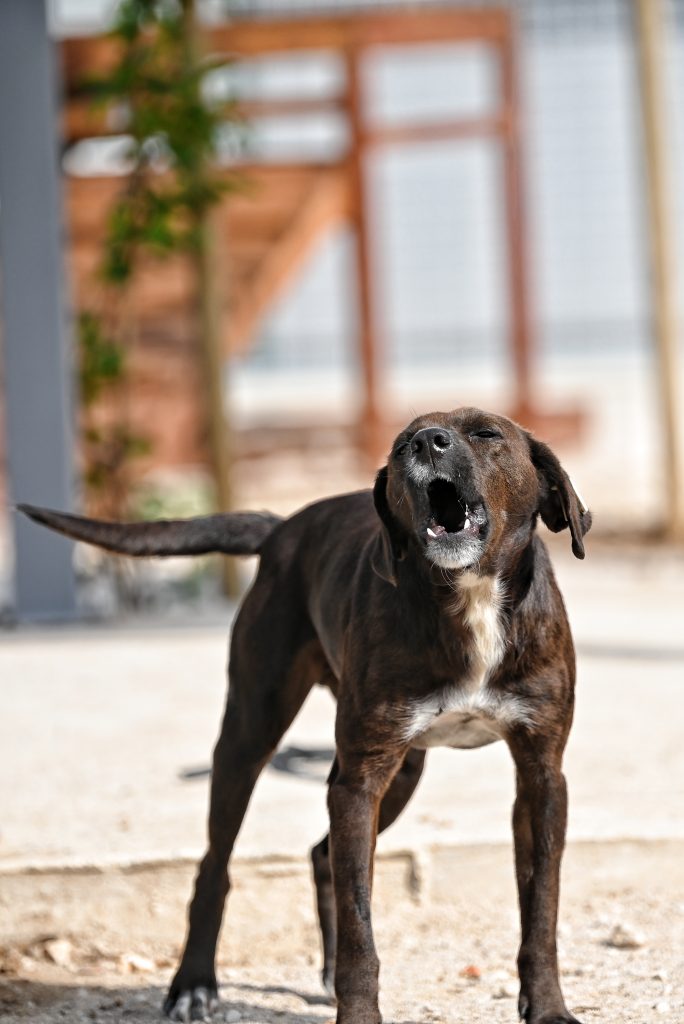 Nero dogs adaption