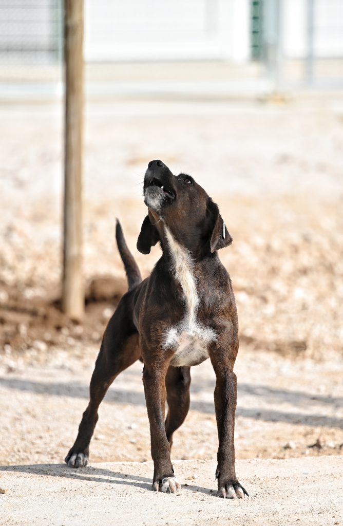 Nero dogs adaption