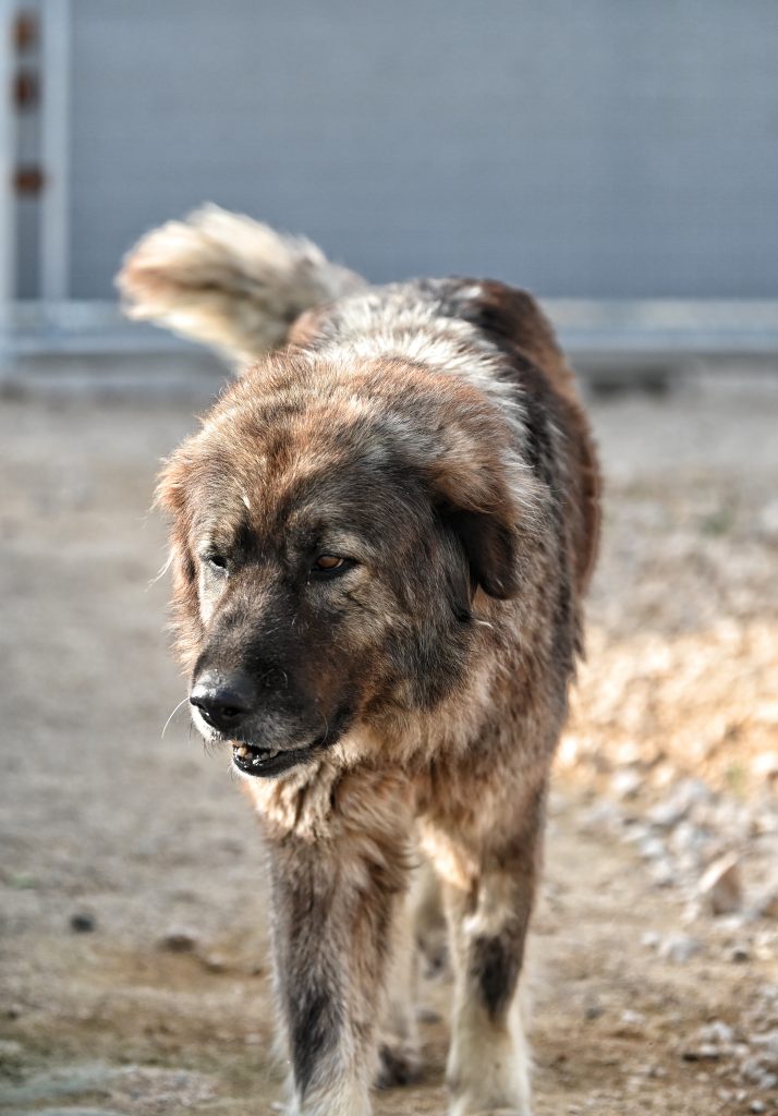 Nika adoption for dogs
