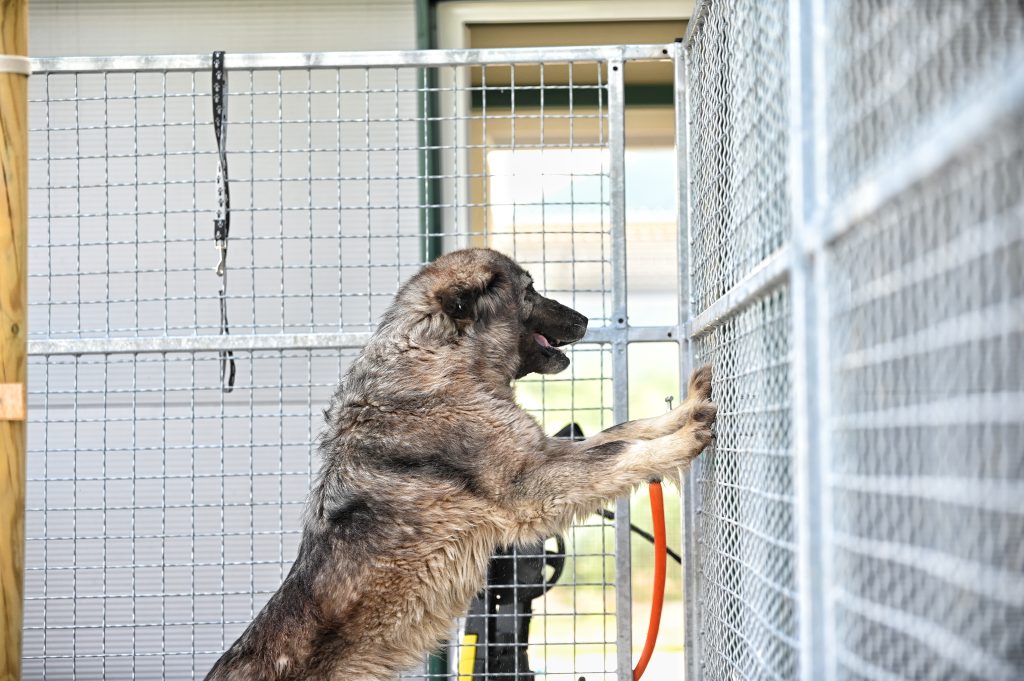 Nika adoption for dogs