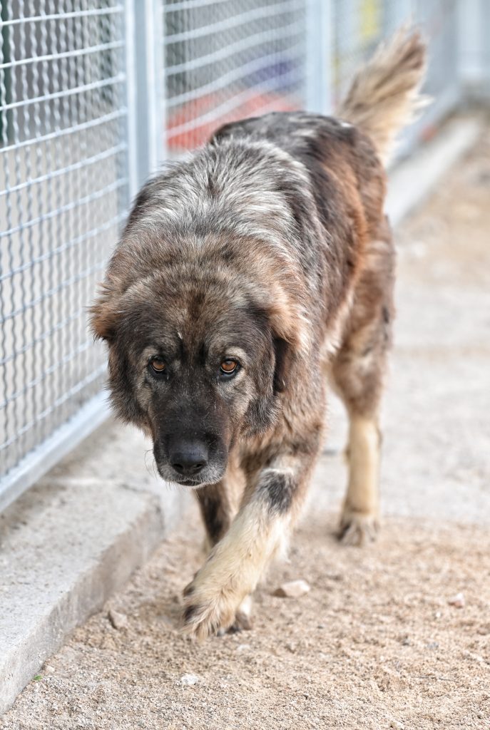 Nika adoption for dogs