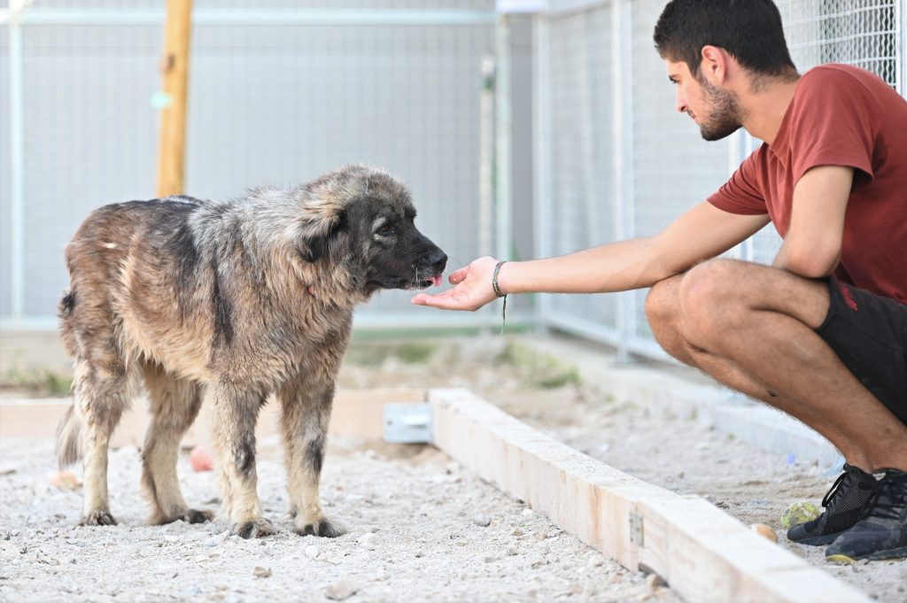 Nika adoption for dogs