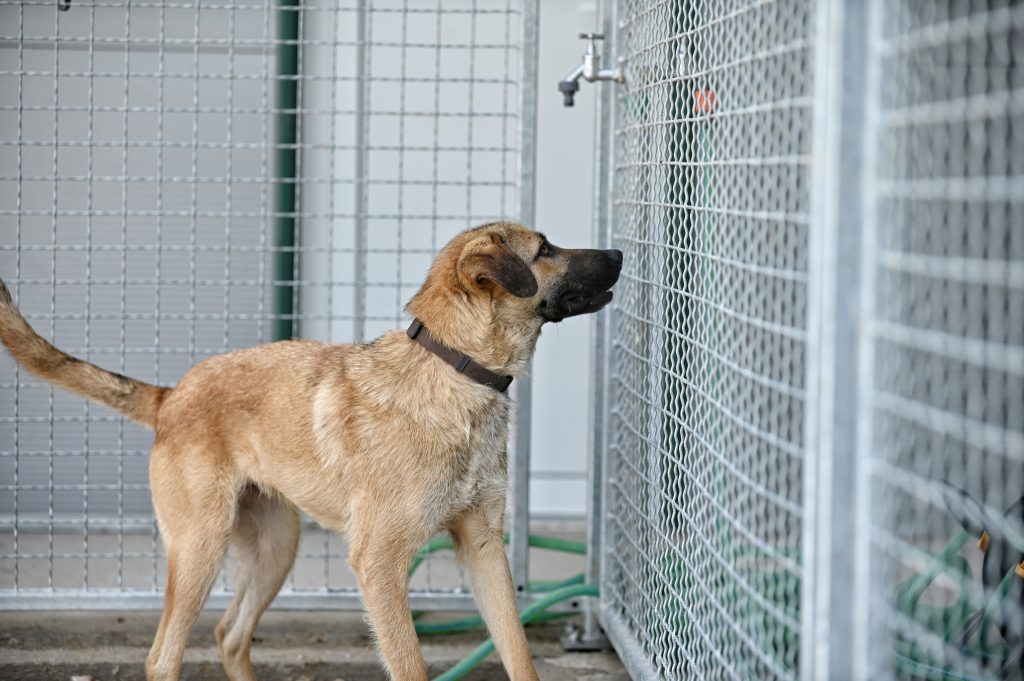 Dogs pets adaption